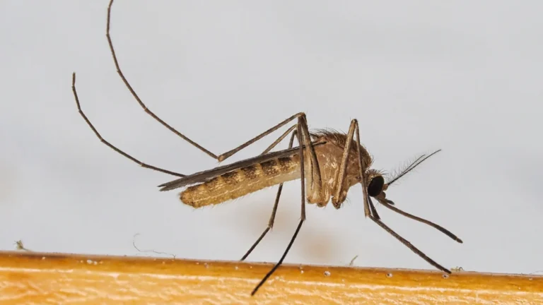 Moustique Culex pipiens, vecteur du virus West Nile